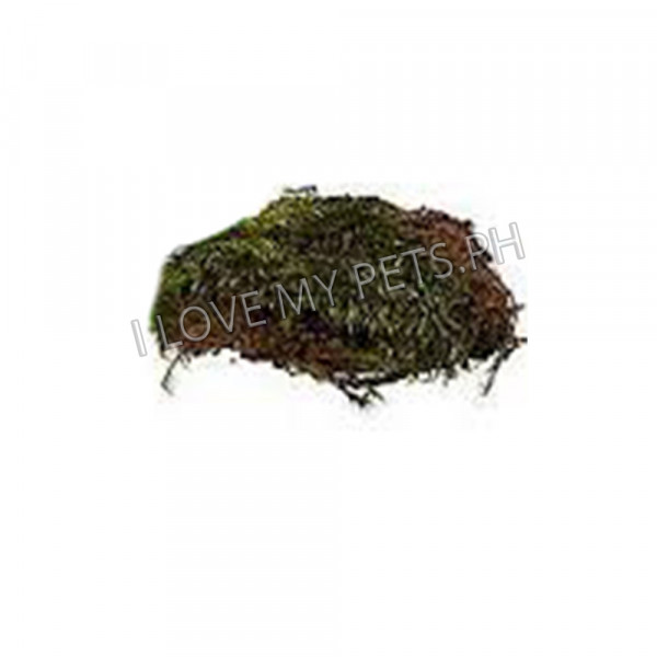 Zoomed  Frog Moss